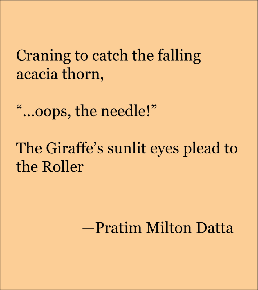 Light peach background with black text which reads: Craning to catch the falling acacia thorn, “...oops, the needle!” The Giraffe’s sunlit eyes plead to the Roller —Pratim Milton Datta