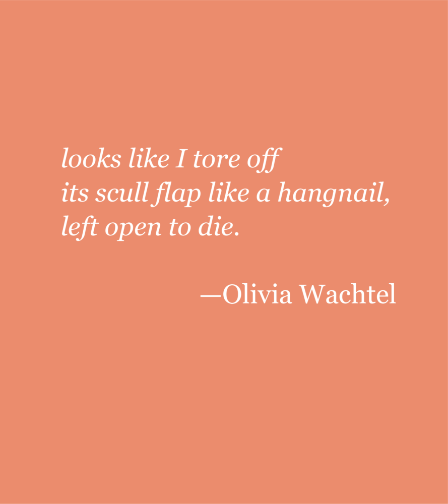 A coral background with white text reading: looks like I tore off its scull flap like a hangnail, left open to die. --Olivia Wachtel